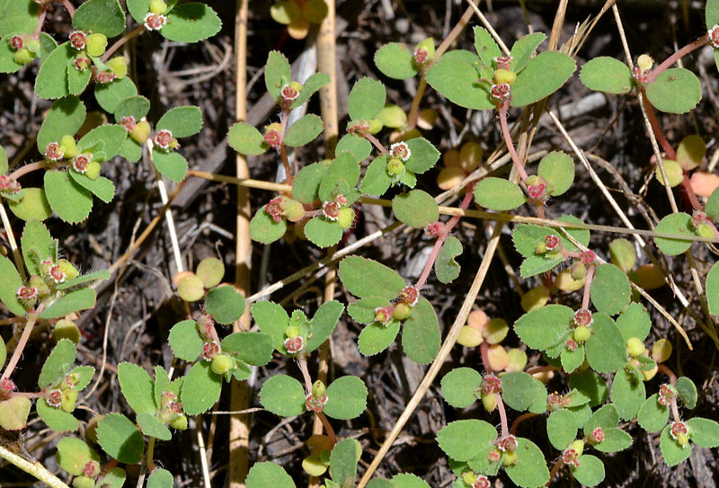 Chamaesyce serpyllifolia ssp. hirtula