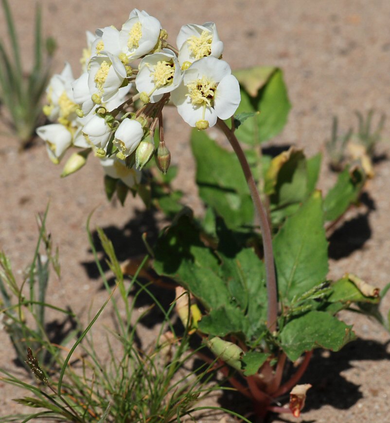 Camissonia claviformis ssp. funerea