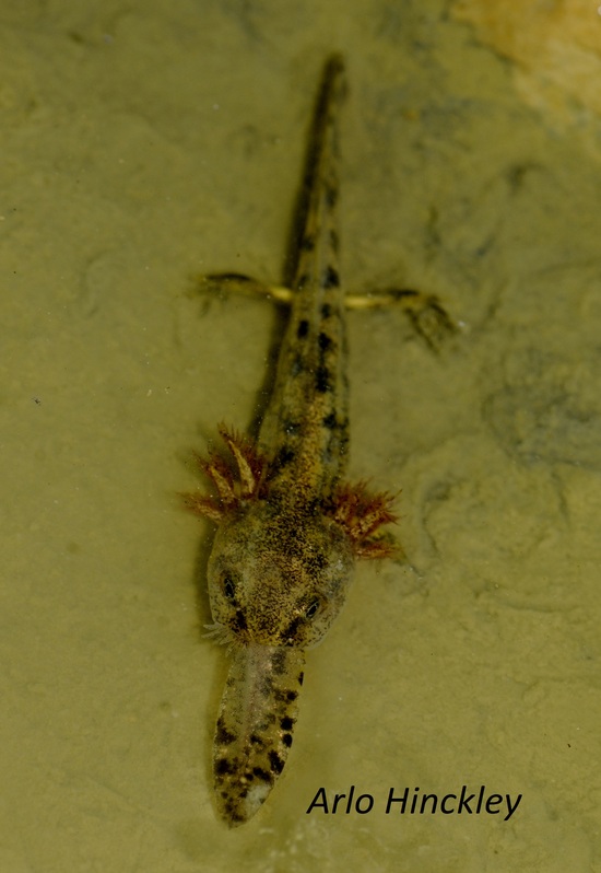 Salamandra infraimmaculata