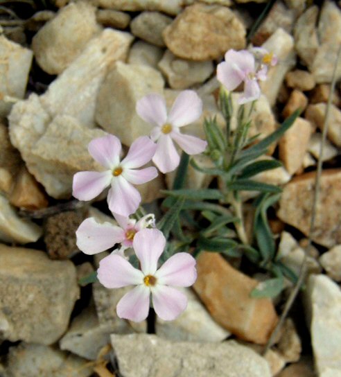 Phlox longifolia ssp. longifolia