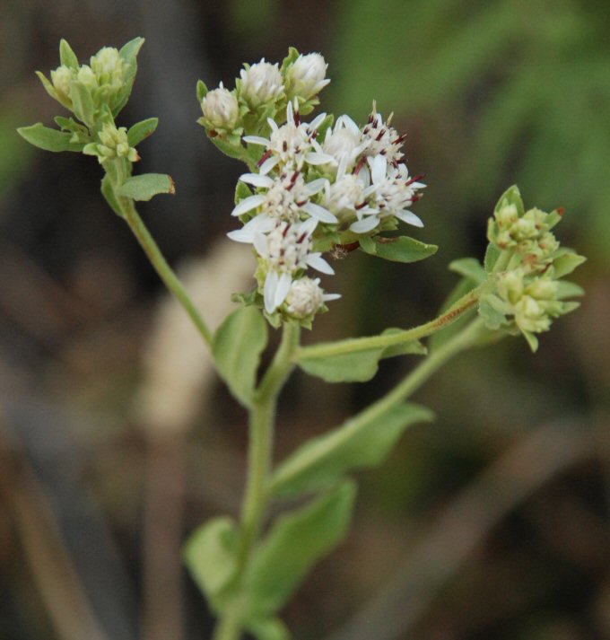 Aster oregonensis ssp. californicus