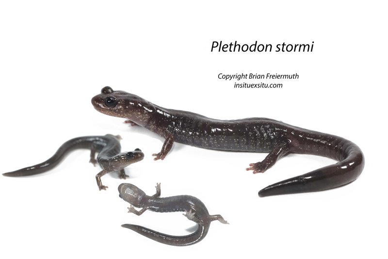 Plethodon stormi