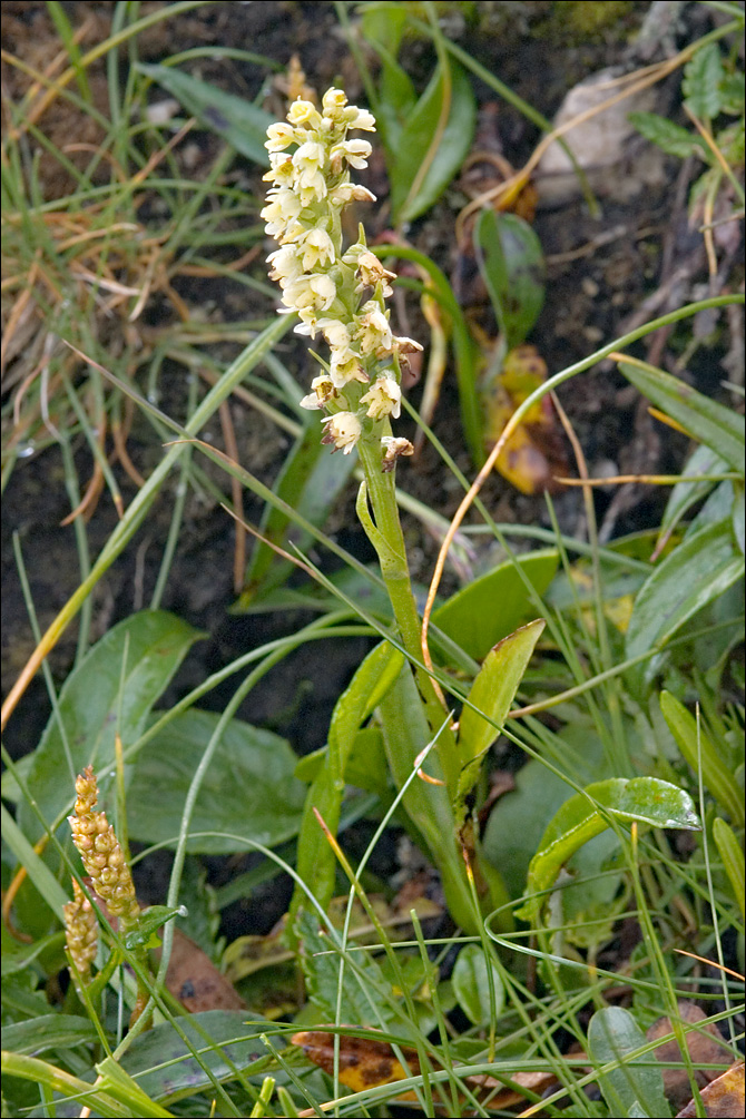 Pseudorchis albida ssp. albida