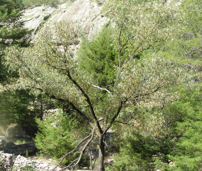 Salix bonplandiana