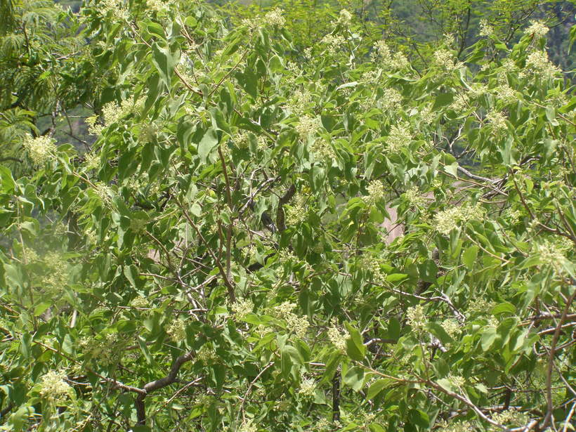 Heliocarpus attenuatus