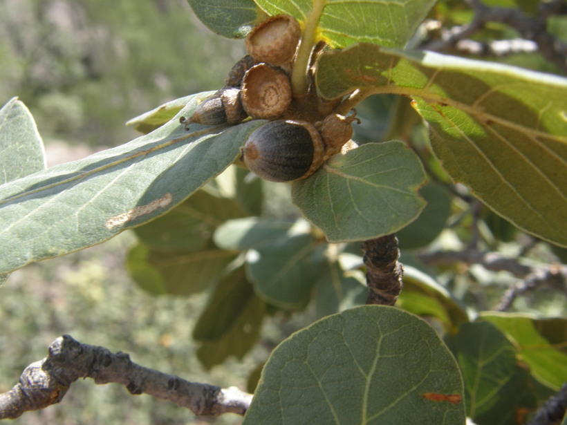 Quercus jonesi