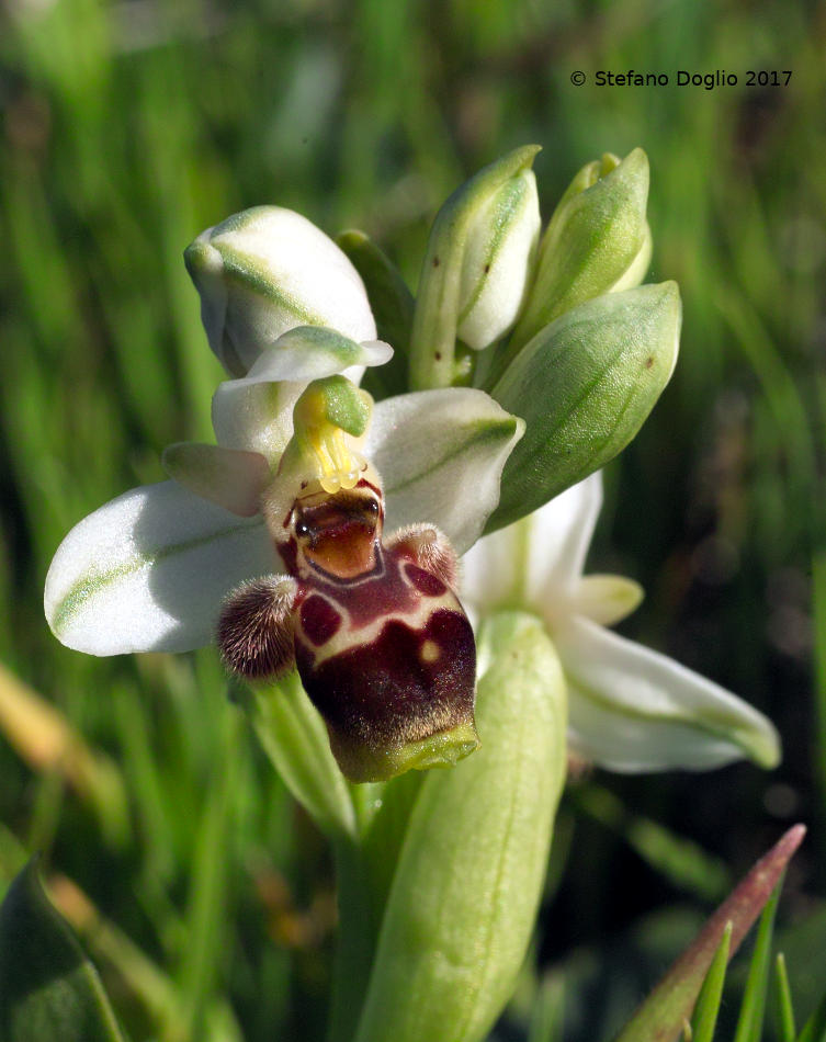 Ophrys umbilicata ssp. beerii