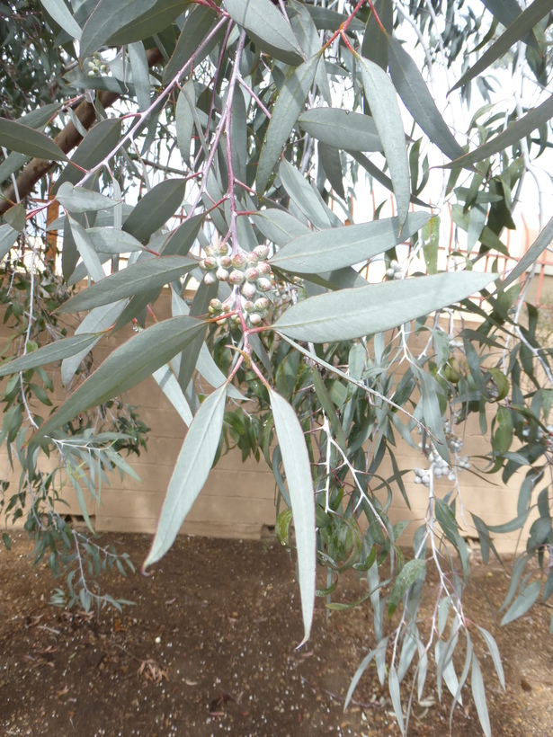 Eucalyptus campaspe