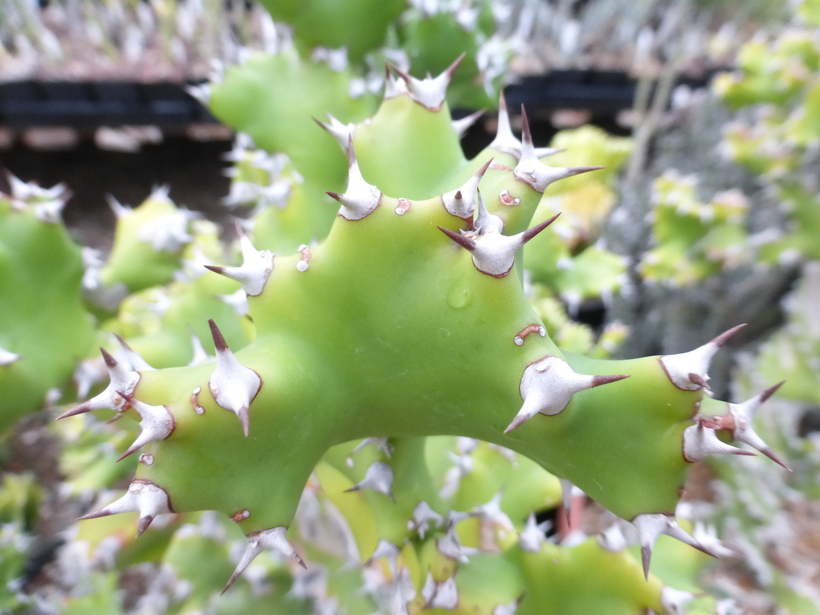 Euphorbia torilis