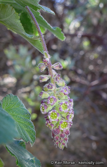 Ribes canthariforme