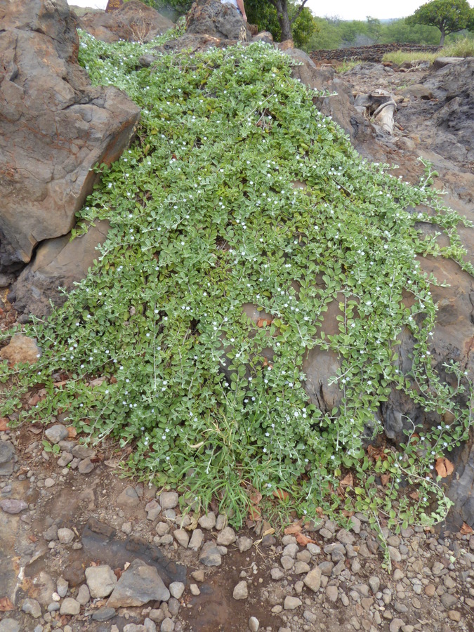 Jacquemontia ovalifolia