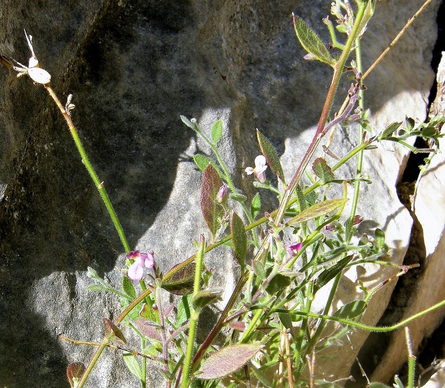 Rhinotropis lindheimeri var. parvifolia