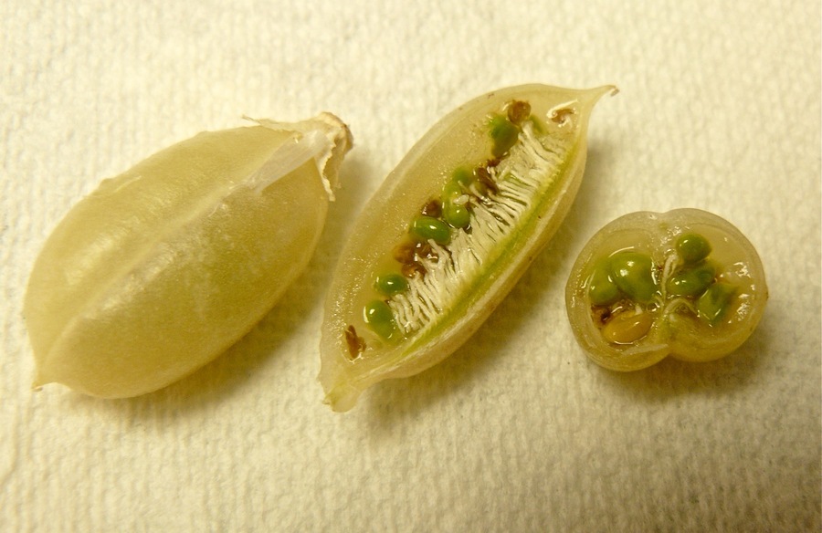 Astragalus lonchocarpus