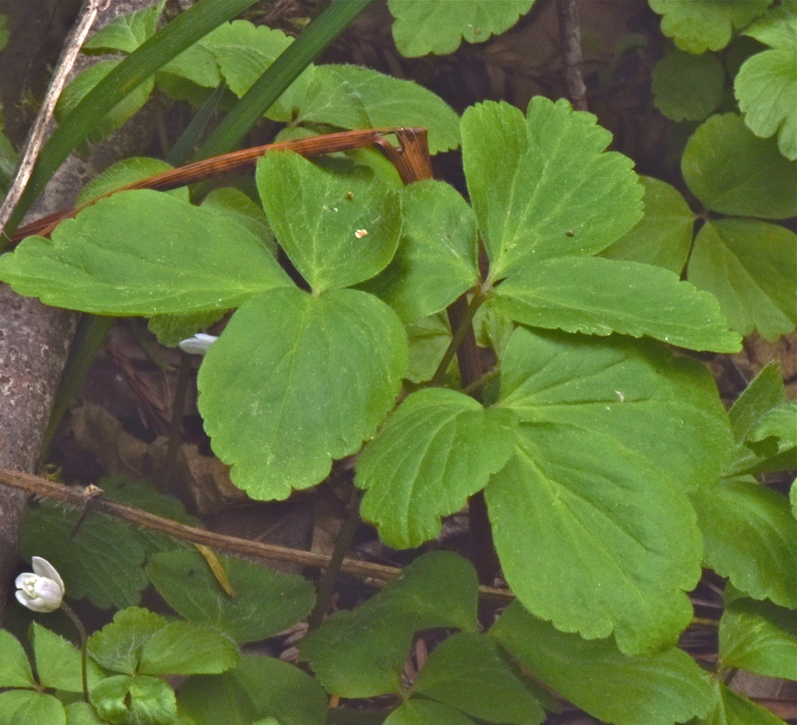 Anemone grayi