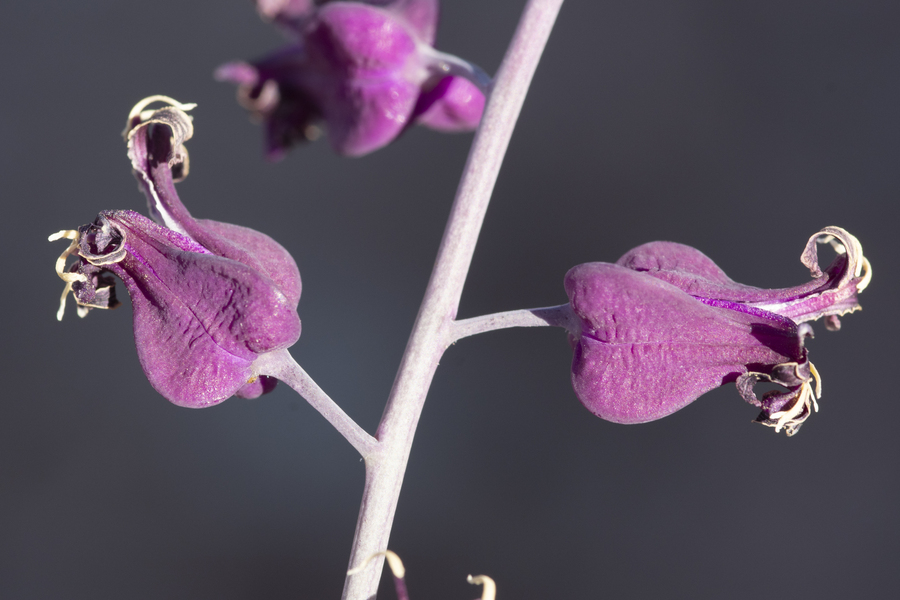 Streptanthus carinatus subsp. carinatus