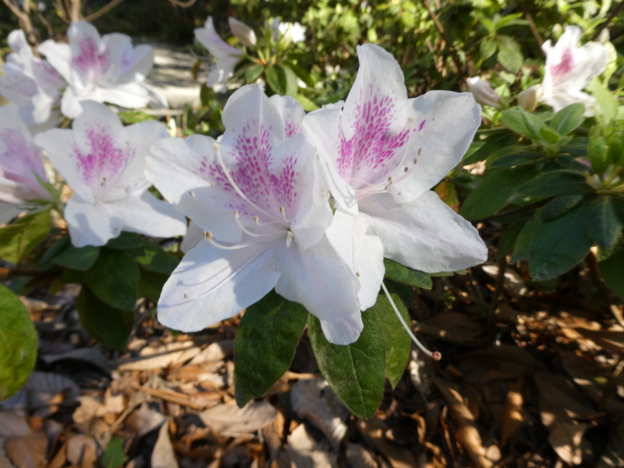 Rhododendron mucronatum