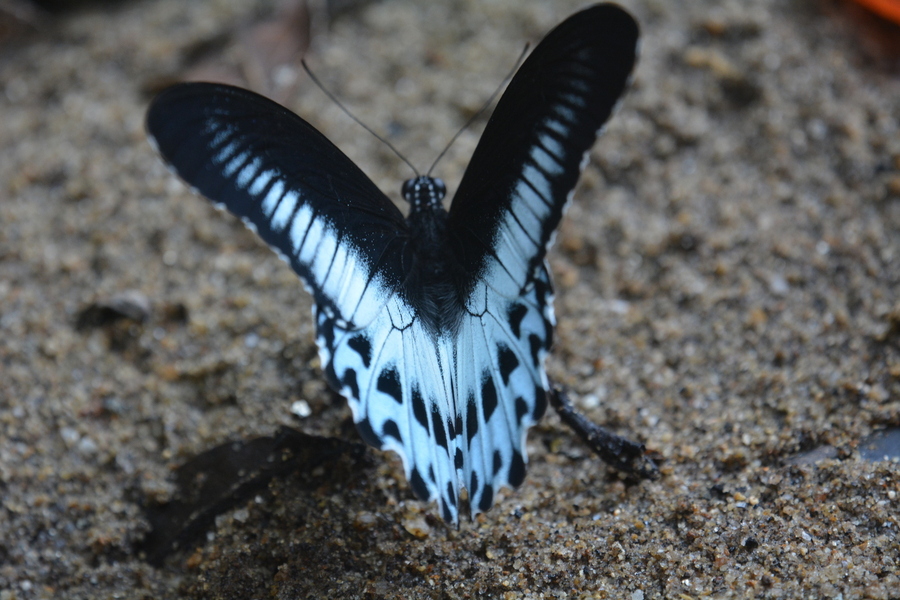Papilio polymnestor