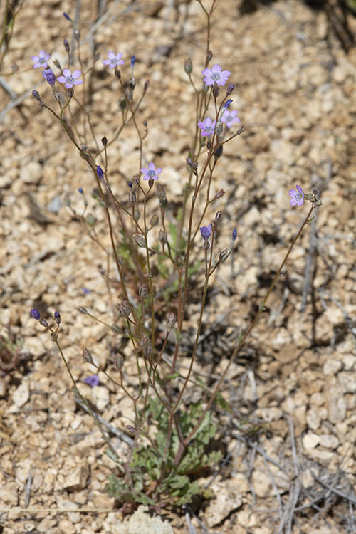 Gilia flavocincta ssp. australis