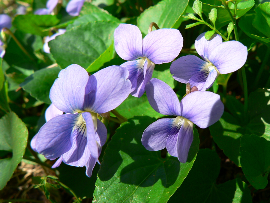 Viola papilionacea
