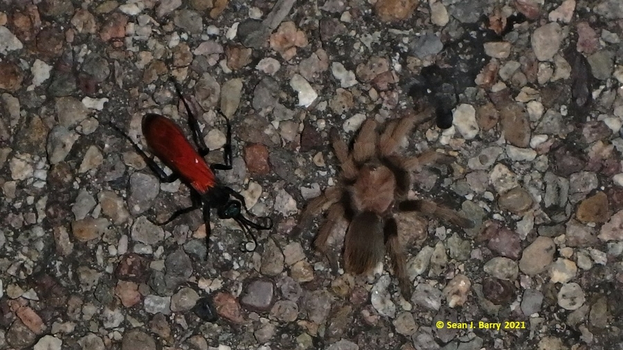 Pepsis sp. with Aphonopelma sp.