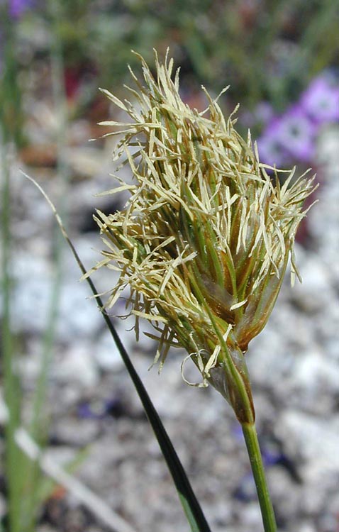 Carex douglasii