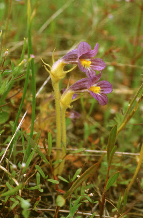 Orobanche uniflora var. purpurea