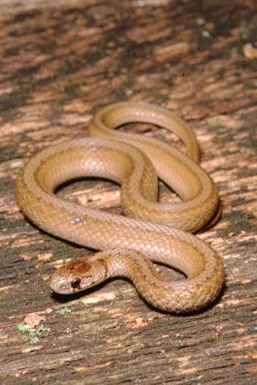 Storeria dekayi Storeria dekayi