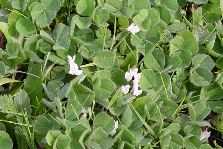 trifolium subterraneum