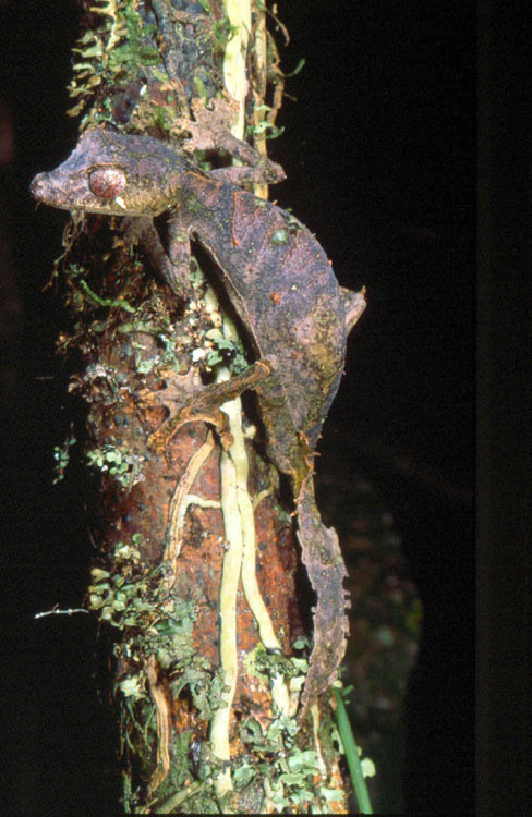 Uroplatus phantasticus