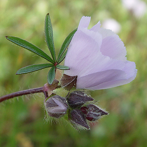 Sidalcea calycosa ssp. calycosa