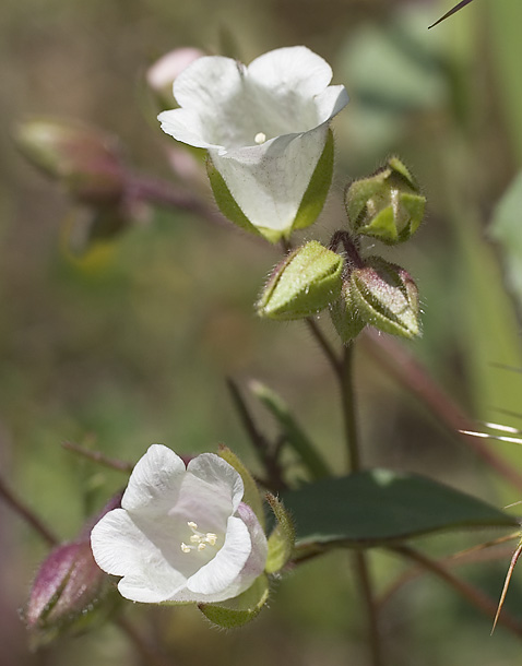Emmenanthe penduliflora var. rosea