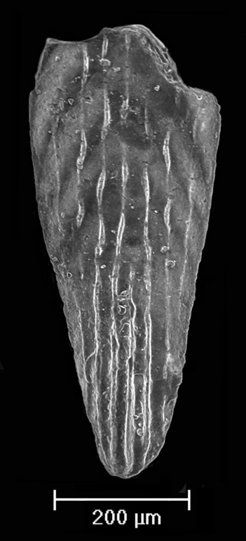 Plectofrondicularia gracilis