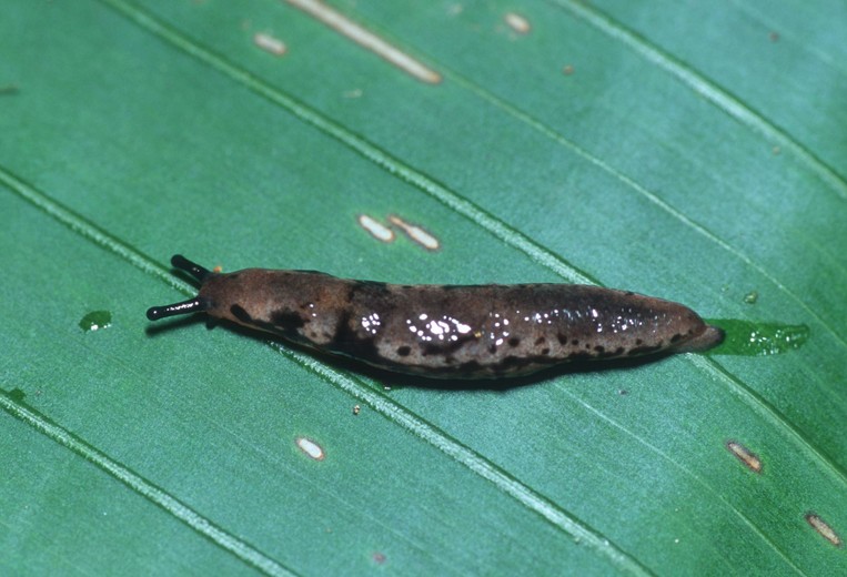 Pallifera costaricensis