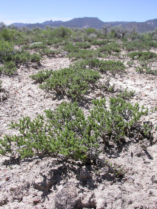 Artemisia pygmaea