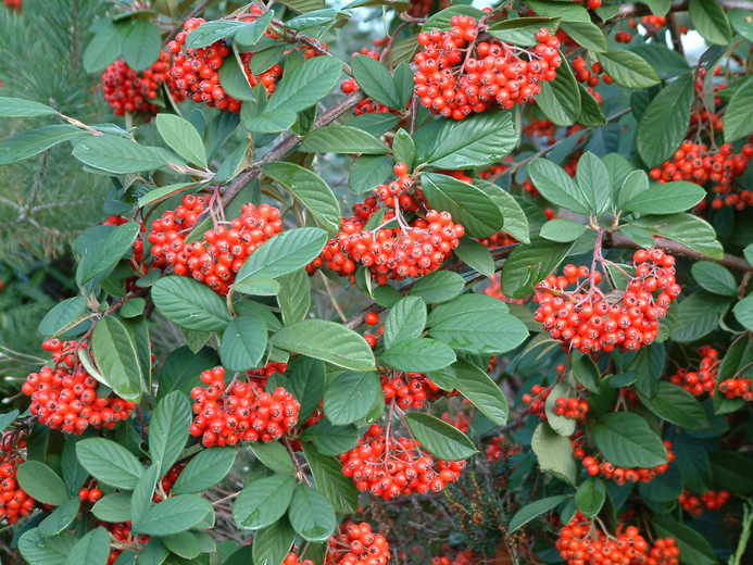 Cotoneaster lacteus