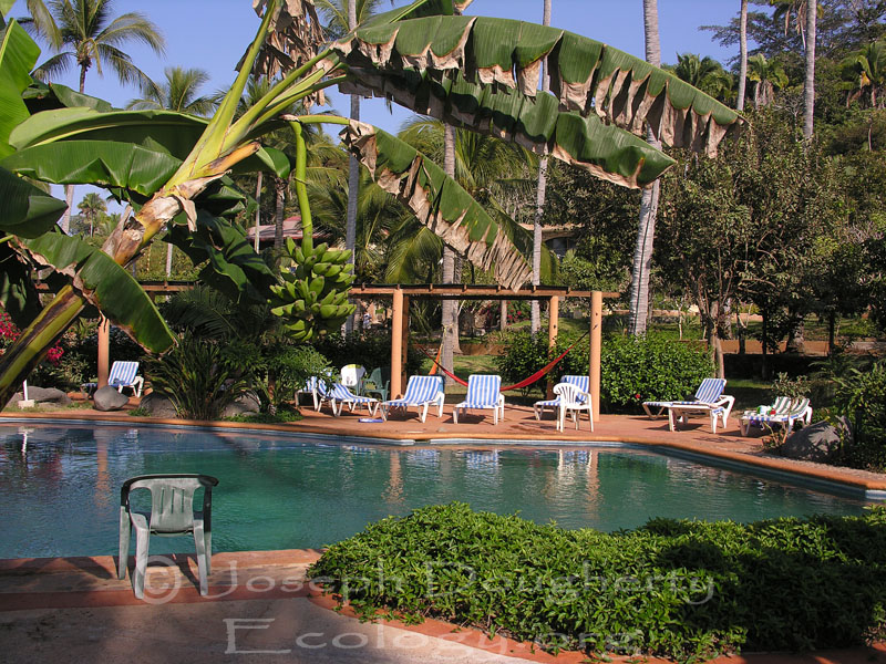 Sunny pool and lounge area tucked among tropical plants.