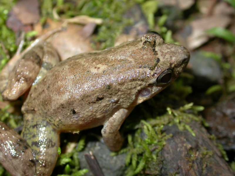Leptodactylus wagneri Leptodactylus wagneri