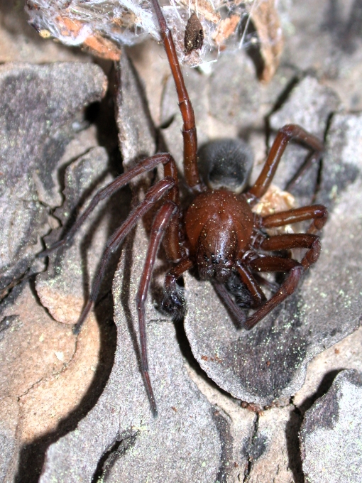 Callobius klamath Callobius klamath