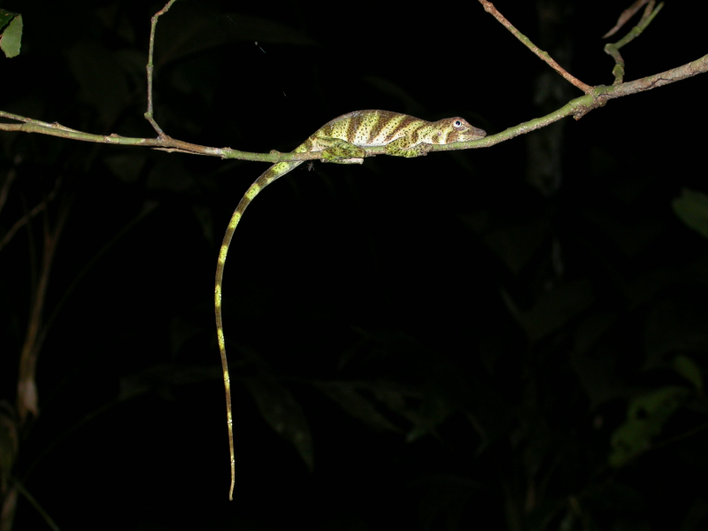 Anolis transversalis Anolis transversalis
