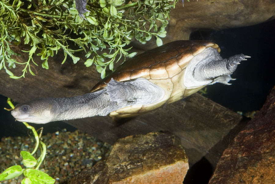 Chelodina reimanni Chelodina reimanni