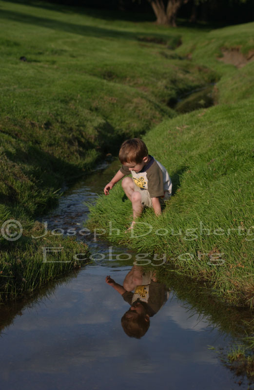 Young boy playing in grassy stream.