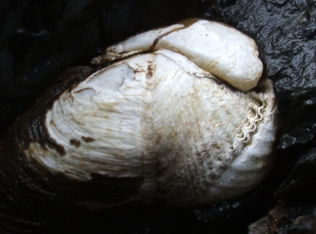 Penitella penita Penitella penita