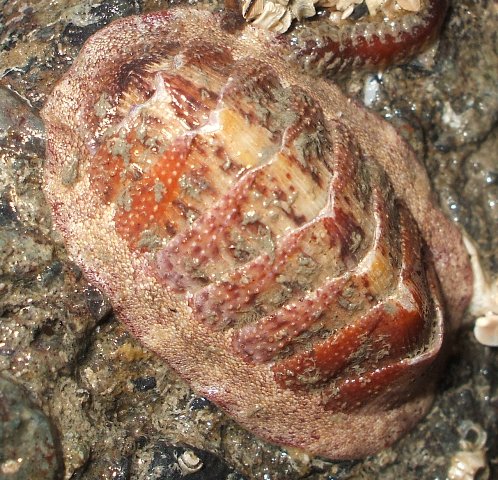 Lepidozona mertensii Lepidozona mertensii