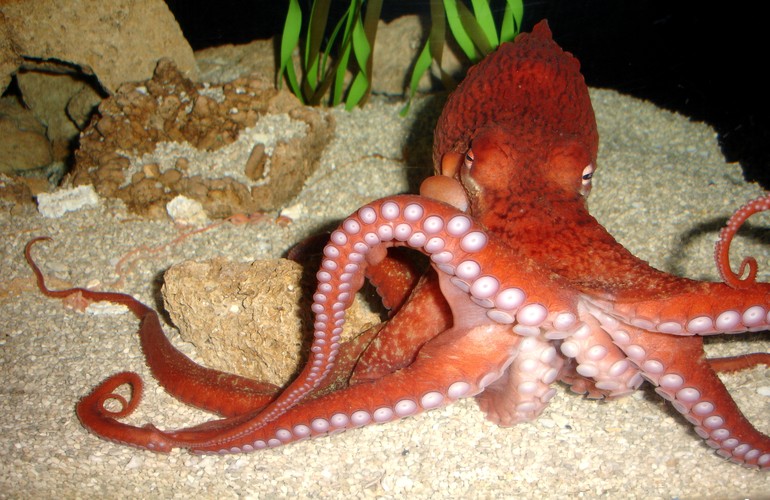 Enteroctopus dofleini