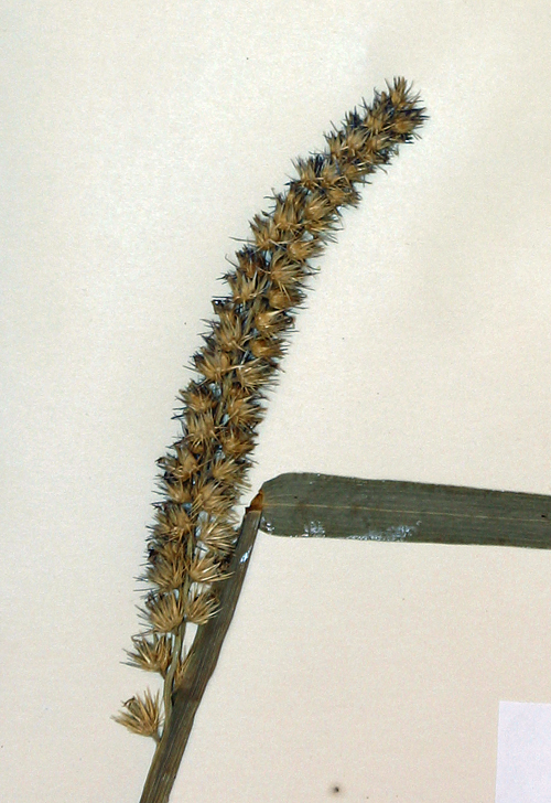 Cenchrus echinatus