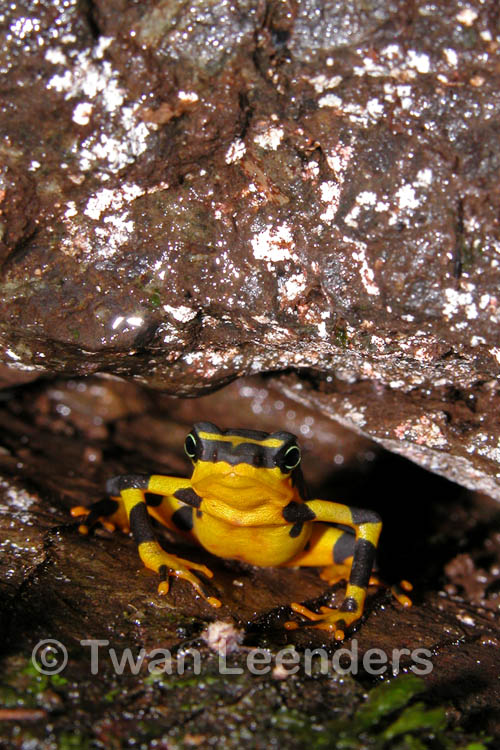 Atelopus varius