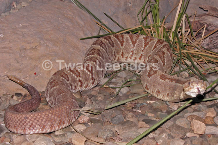 Crotalus simus Crotalus simus