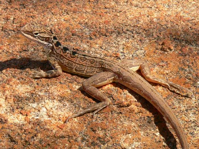 Ctenophorus scutulatus Ctenophorus scutulatus