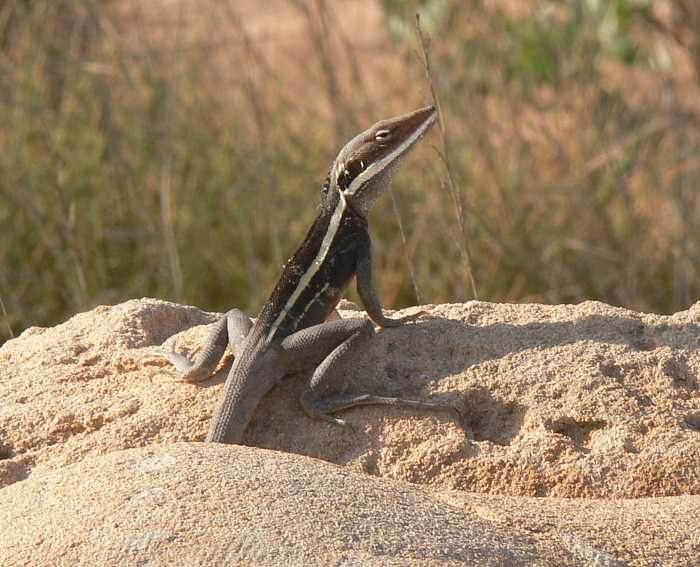 Gowidon longirostris Gowidon longirostris