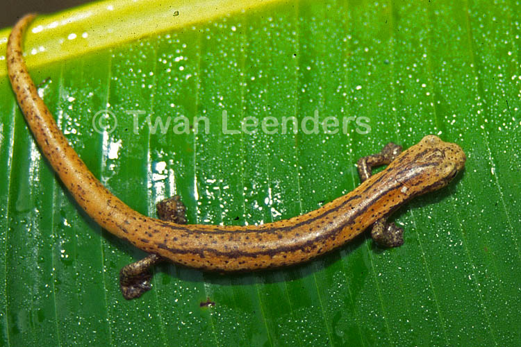 Bolitoglossa striatula Bolitoglossa striatula